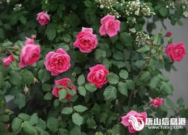 ae745d792d5829f66e1db04281c3784e.jpg