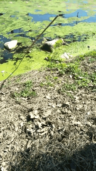 6c8578e216042729cbe8fac7c95c91b7.gif