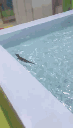 25356bb4558eb6354a76515bf7dde0cf.gif