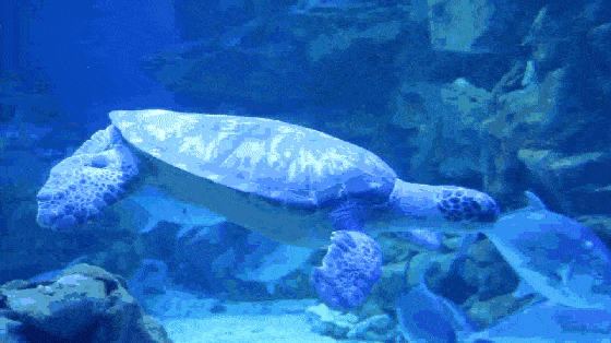 66bd320e75b9d36249652923774c8443.gif
